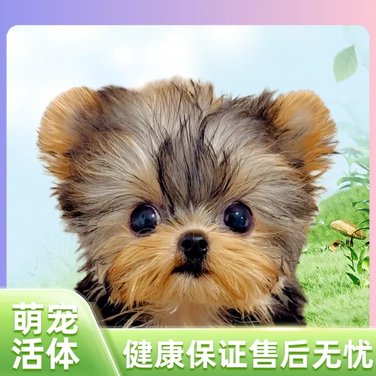 约克夏宠物狗狗活体