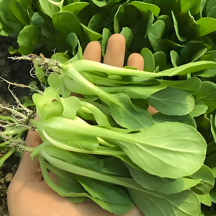 鸡毛菜种子 易种植 20克