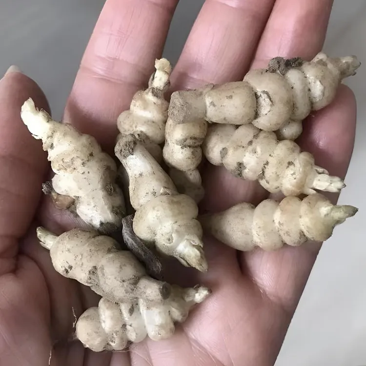 【宝塔菜种子】四季种植盆栽地栽阳台小院种植商品图