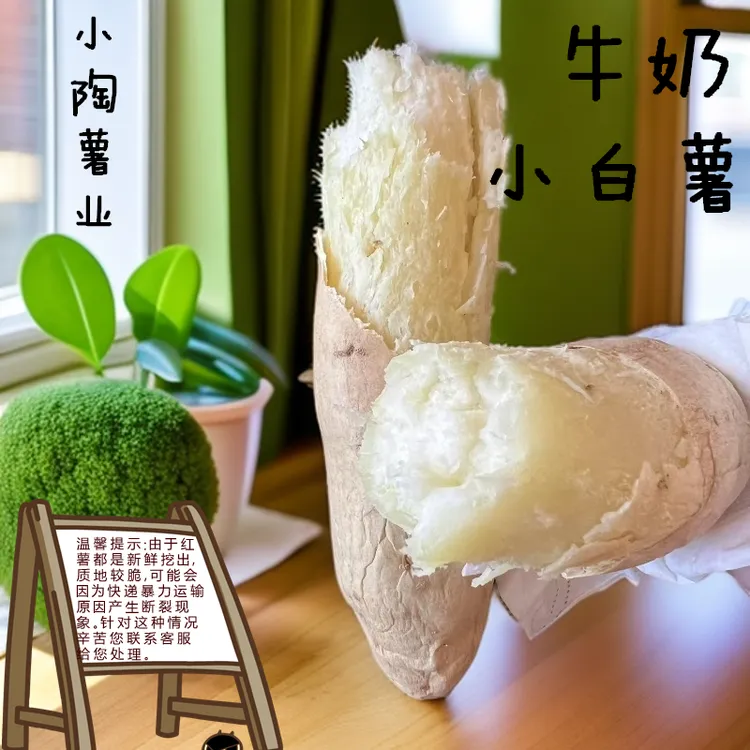 新鲜现挖高营养牛奶小白薯