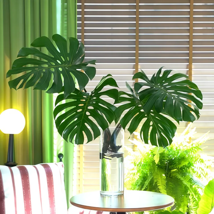 海南水培老桩龟背竹大叶已开背大号室内水培观叶绿植修剪种植生长