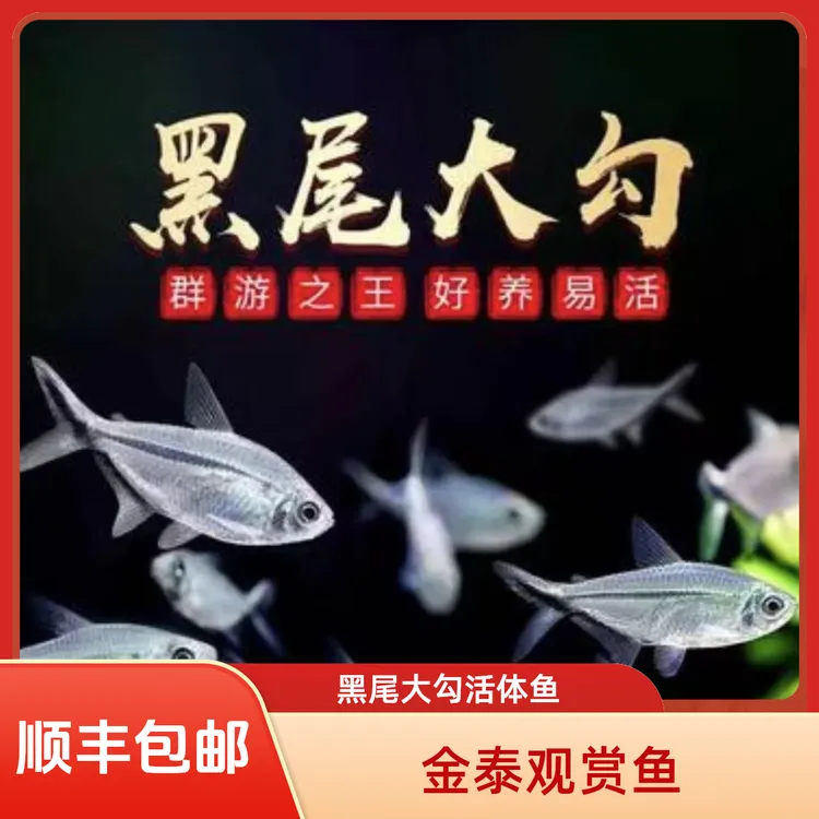  ◆热带鱼◆黑尾大勾群观赏鱼活体草缸游鱼小型淡水混养小型观赏鱼