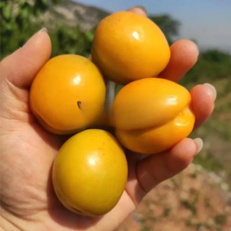 嫁接珍珠油杏树苗新疆甜杏子苗树耐寒北方南方种植果树苗