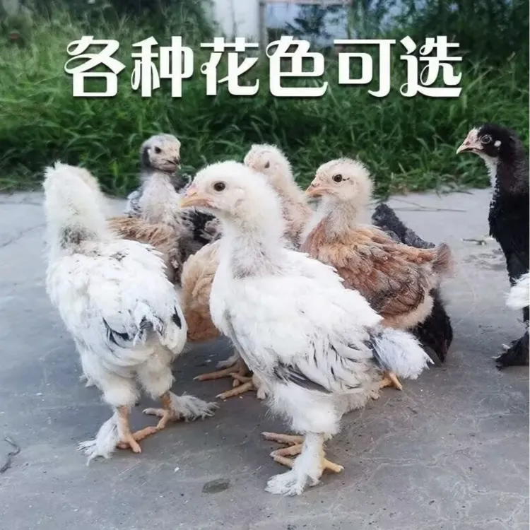 婆罗门 宠物鸡 观赏鸡