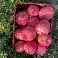 洛川早熟红富士苹果 脆甜多汁 新鲜水果 直接带皮吃 产地直发