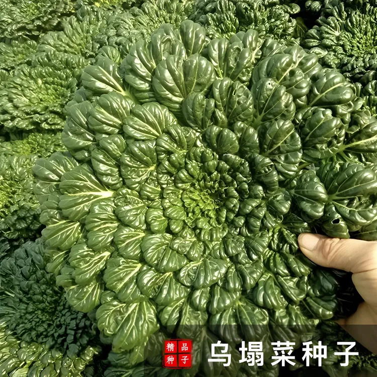 【绿心乌塌菜种子】家庭阳台庭院种植四季可种易栽易活