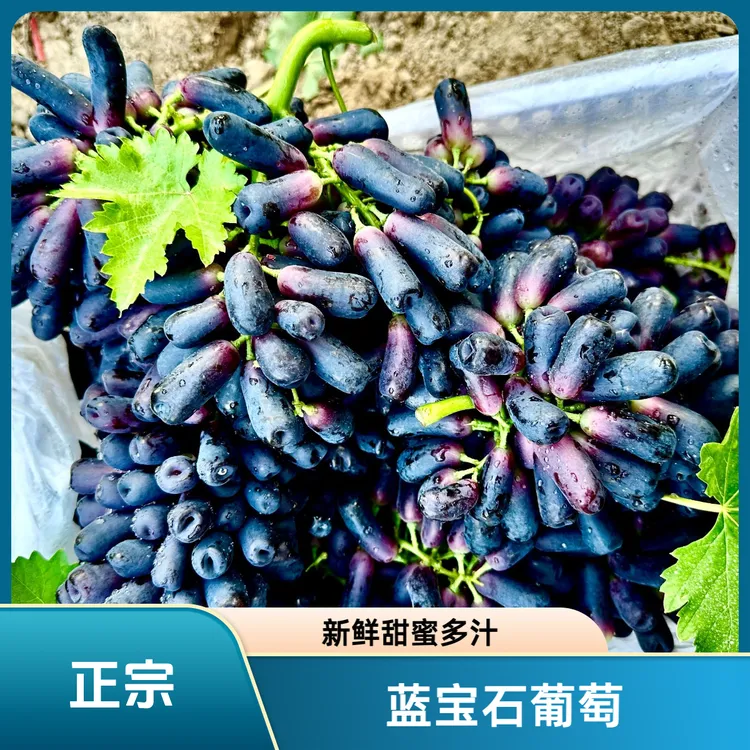 【新疆直发】正宗蓝宝石葡萄金手指美人指新鲜饱满多汁当季水果无籽