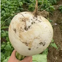 重庆高山农家新鲜圆白萝卜汁多脆嫩清甜
