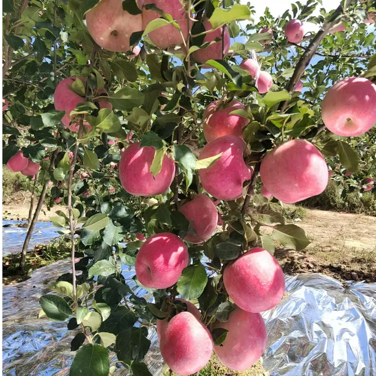 秦脆苹果脆甜多汁送领导送亲朋好友首先