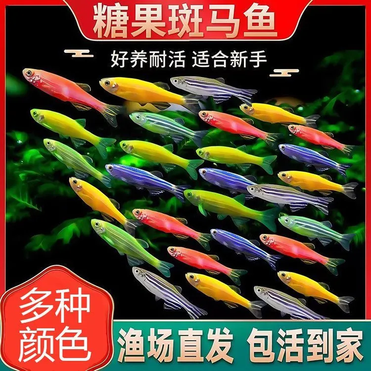 【斑马鱼】观赏鱼斑马鱼红色小鱼淡水观赏耐活小型热带鱼