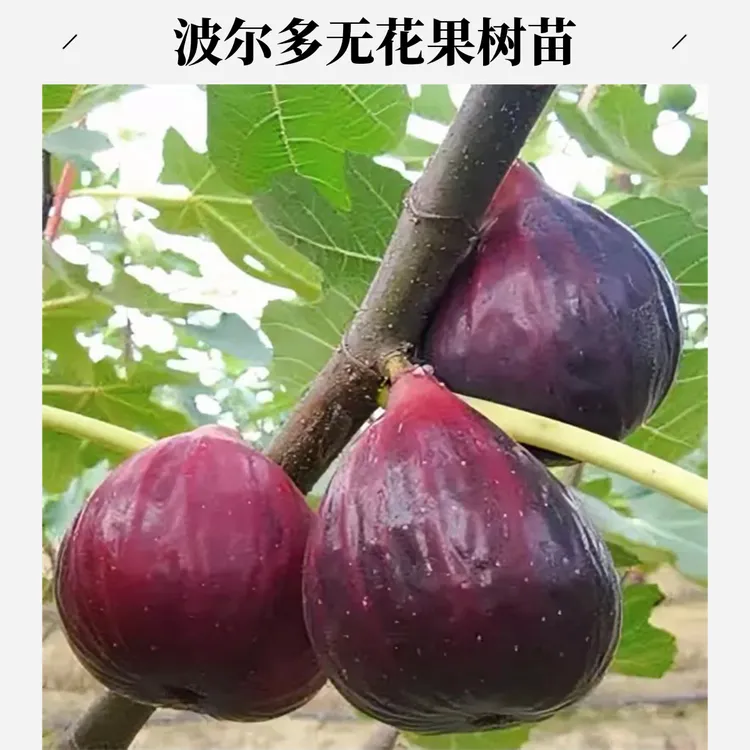 紫色波尔多无花果苗南北方耐寒大号果树苗盆栽地栽无花果树苗