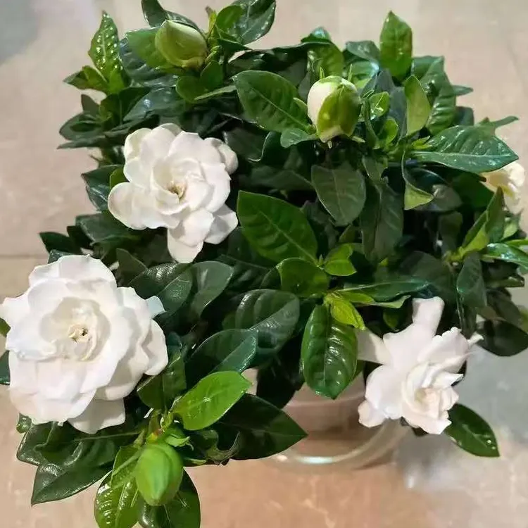 多棵高品质栀子花