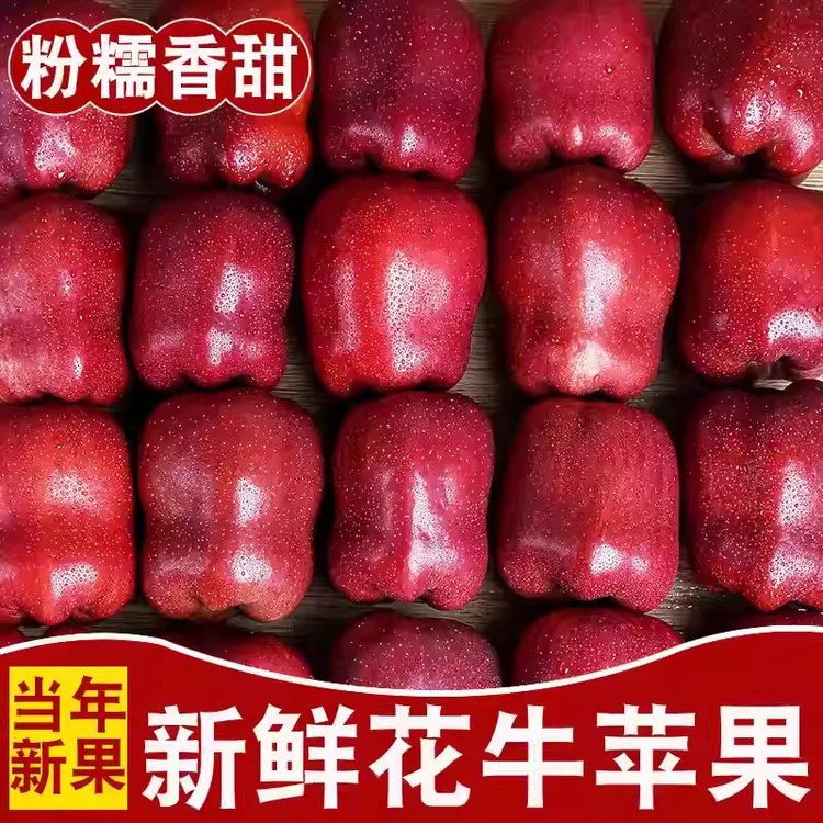 甘肃天水花牛苹果新鲜水果香甜可口当季甘肃天水苹果现摘现发