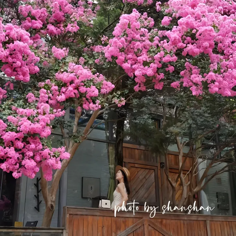 紫薇花3公分粗度树苗基地直销发货高度1.7左右中通包邮哦颜色随机