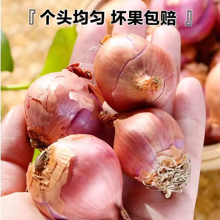 东北小笨毛葱5斤装