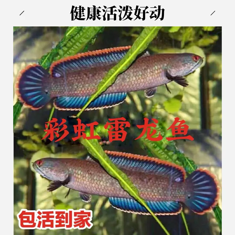 南鳢七彩雷龙鱼观赏鱼冷水鱼龙鱼凶猛彩虹雷龙淡水活体雷龙鱼包邮