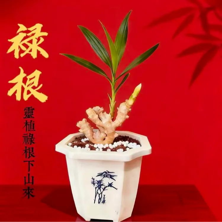 带芽禄根盆栽好养灵草办公室桌面小绿植不含盆禄根灵草