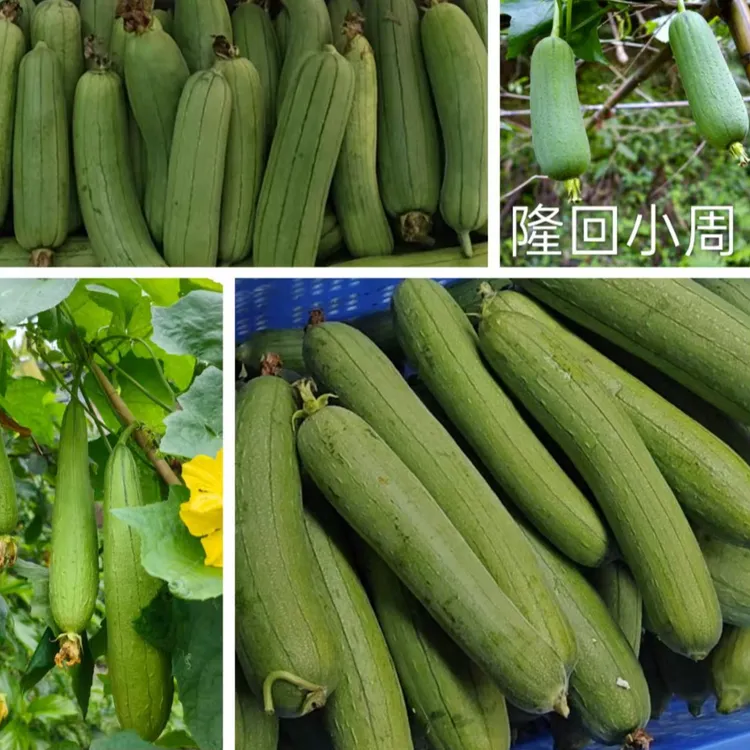 湖南农村丝瓜包邮