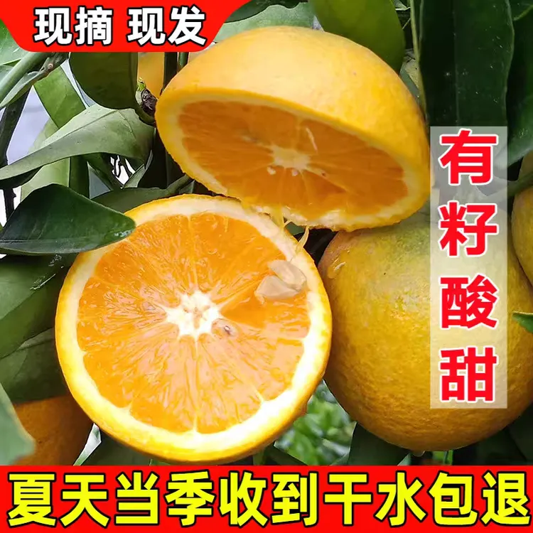 现摘现发正宗脐橙秭归夏橙新鲜应季爽口多汁水果