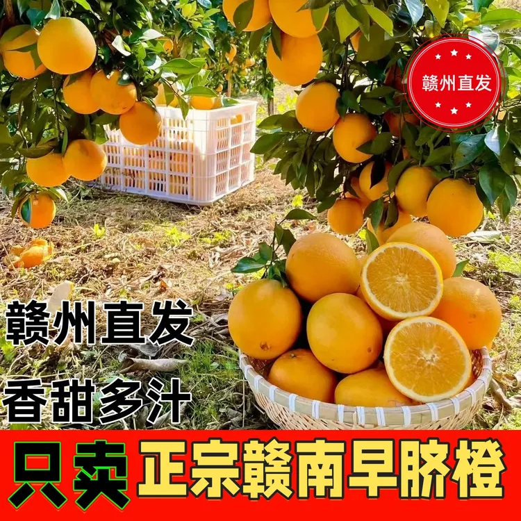 赣南早脐橙新鲜现摘果园直发3/5/10斤保证正宗保证新鲜保证品质