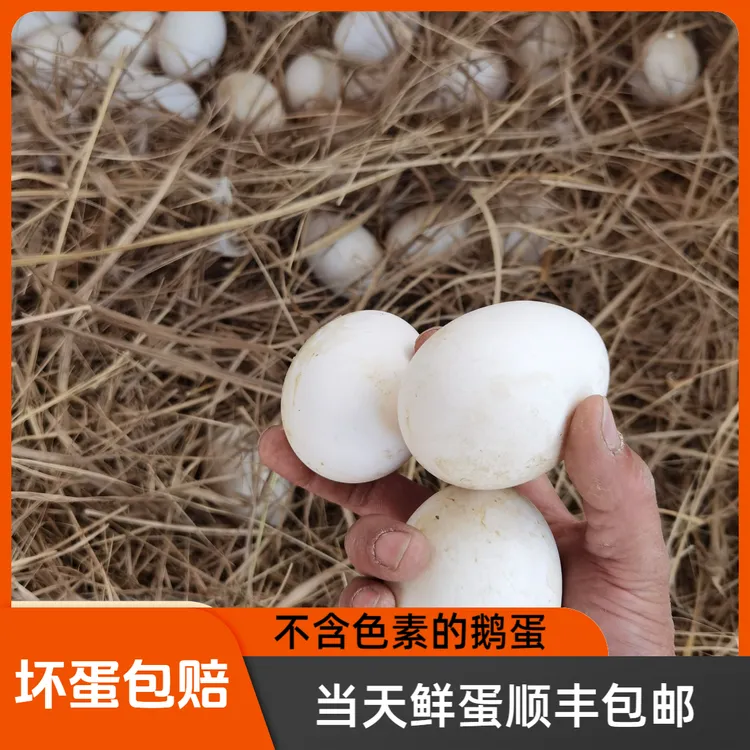 新鲜正宗正宗土新鲜土农家新鲜新鲜农家新鲜大散养鹅蛋