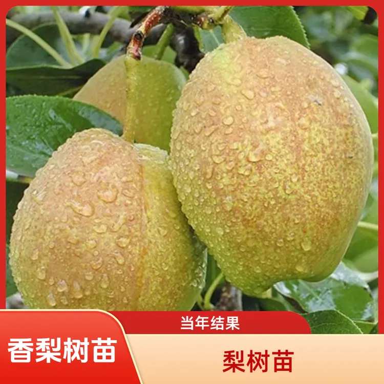 梨树苗嫁接特大库尔勒香梨树果苗盆栽地栽庭院南北方种植带土球