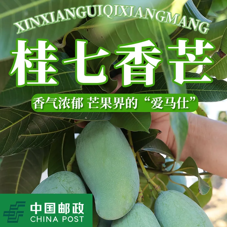百色桂七香芒新鲜采摘香甜多汁现摘现发