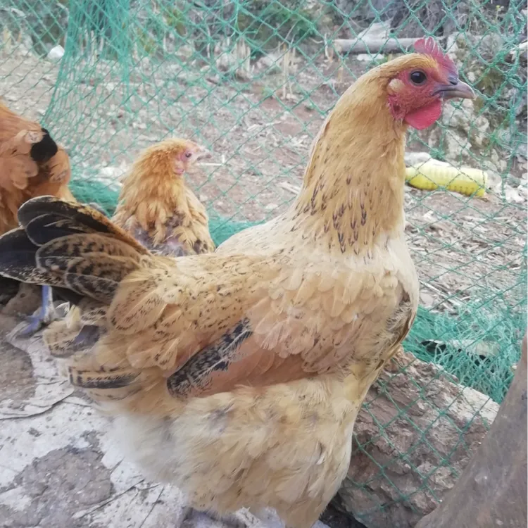 散养三年黄油老母鸡  现宰现杀 带内脏整鸡发货   送货上门 