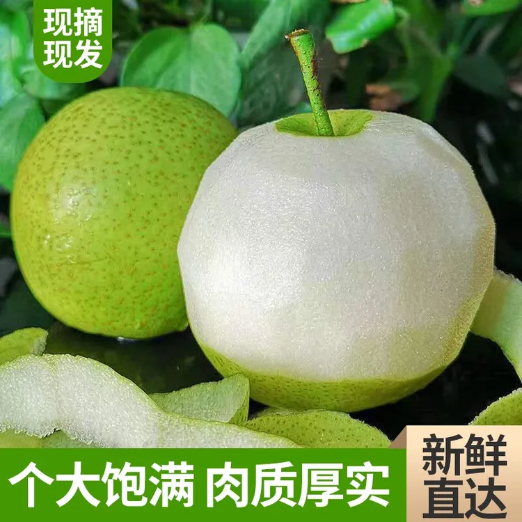 （现摘现发）砀山梨皇冠梨脆甜爆汁水果细腻无渣应季水果新鲜水果梨