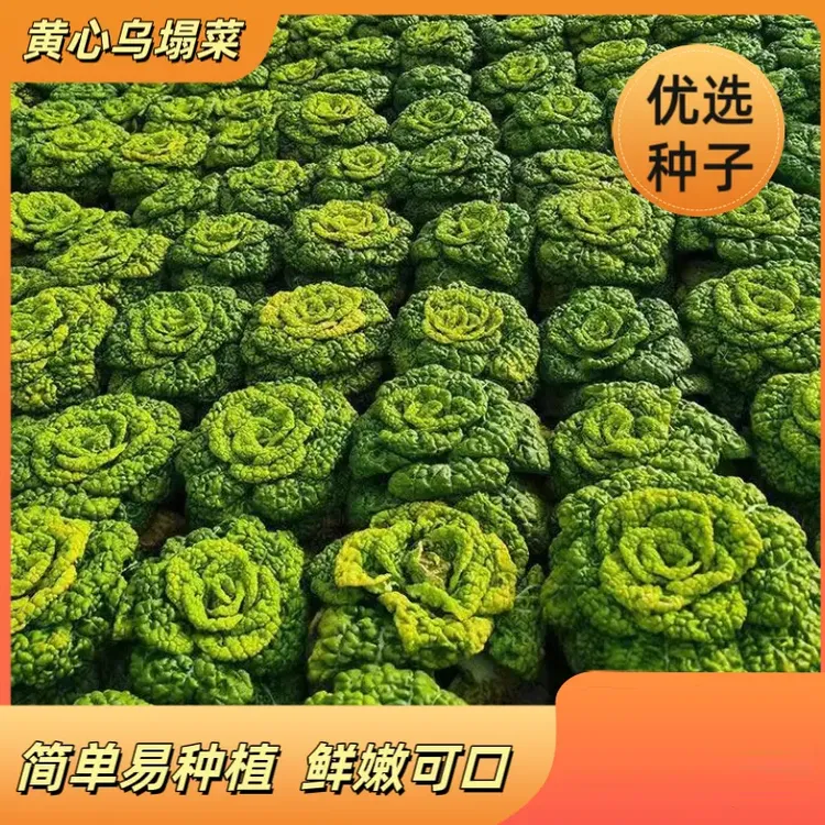 黄心乌菜黄心菜新鲜乌塌菜四季白菜冬天青菜蔬菜孑黑菜秋冬季