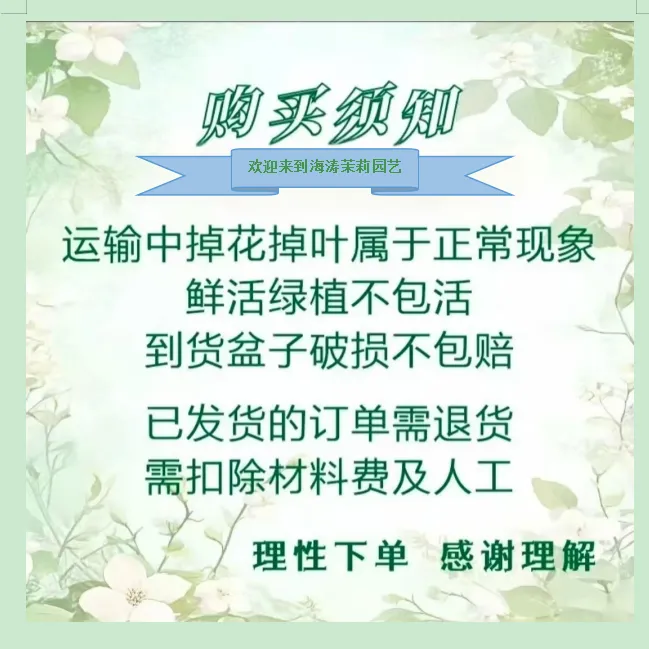 《茉莉花开》优选上好茉莉，无论送长辈送朋友送客户都能收获共鸣