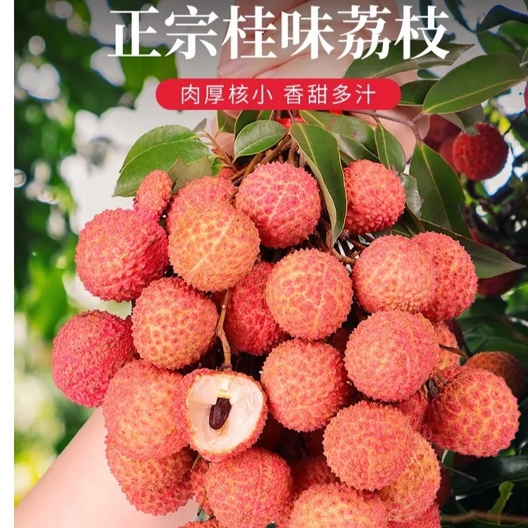 亿林增城桂味无核荔枝5斤/9斤自家果园长安的无核荔枝