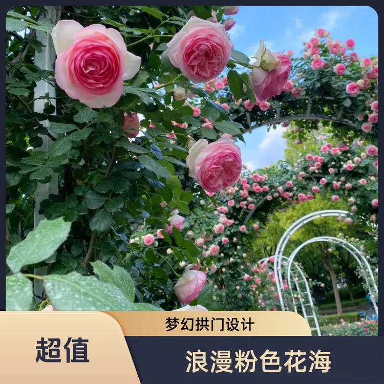 【新疆包邮爬藤月季】粉色龙沙宝石藤本月季粉龙带土球发货好养易活