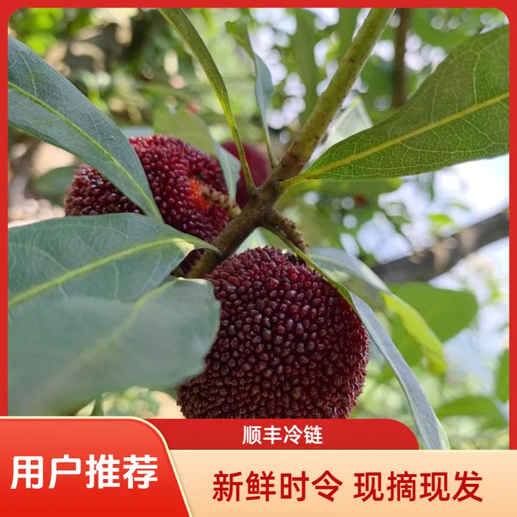 8A浙江东魁杨梅新鲜杨梅时令水果现摘现发顺丰冷链发货