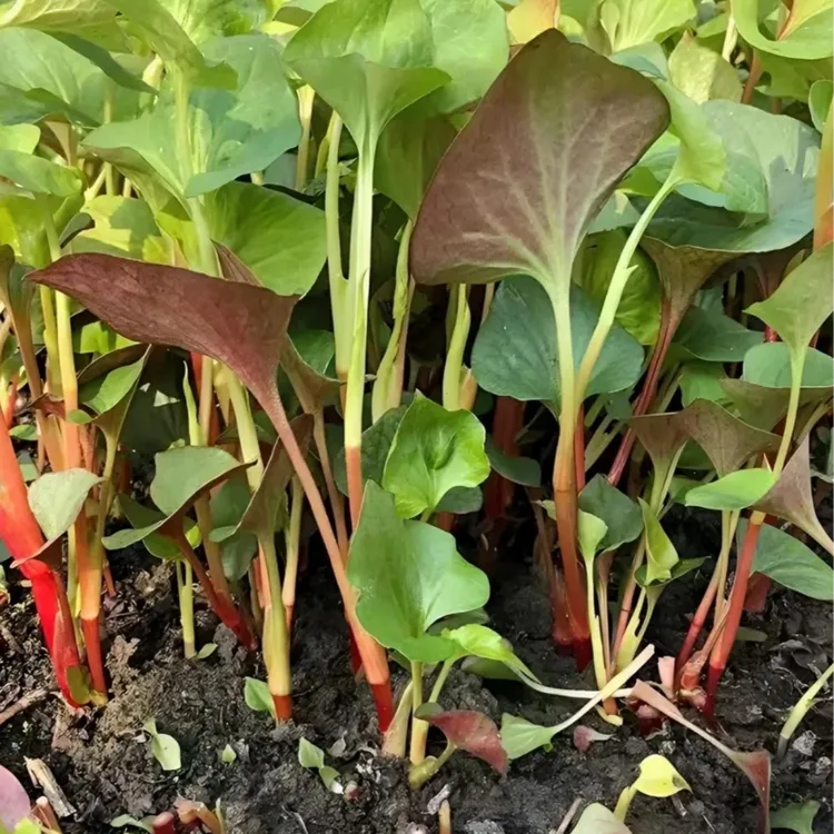 鱼腥草种子折耳根种子四季种植阳台庭院盆栽地载泡沫箱蔬菜种植
