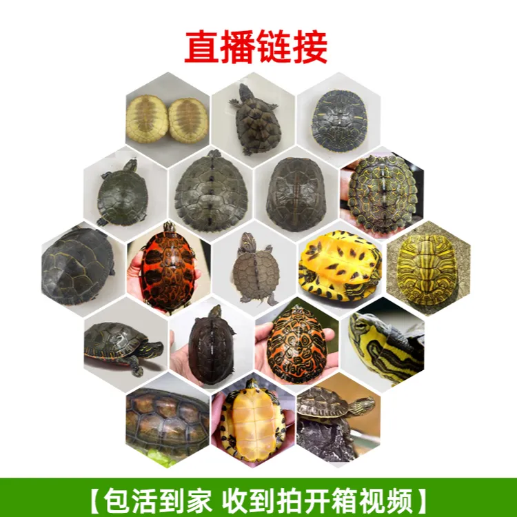 活体小乌龟多种品种可选适合观赏的宠物龟直播链接