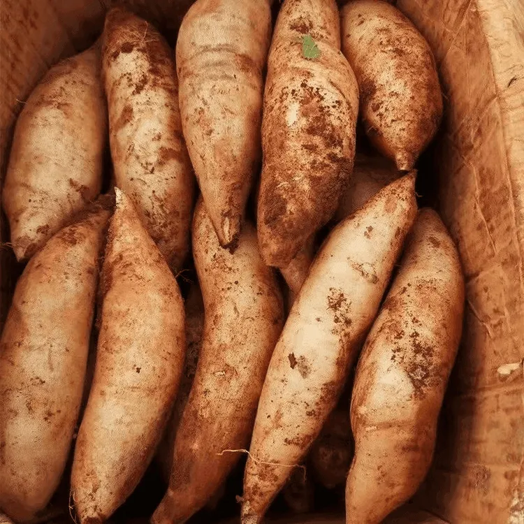 【现货】云南正宗天山雪莲果新鲜黄心凉薯中果应季水果清甜香一整箱