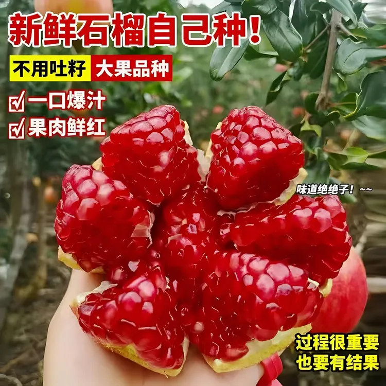 红宝石软籽石榴蒙阳红石榴纯甜皮薄多汁盆栽地栽南北方均可种植