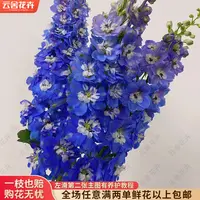 【云舍花卉】【深蓝色】大飞燕 全场任意满两单及以上鲜花包邮发货