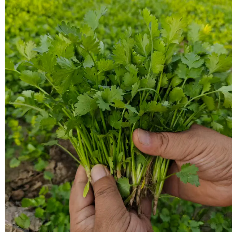 定丰硕山西铁杆新鲜小叶青香菜农家种植现挖现发可做火锅炒菜煮汤