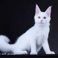 来了姊妹-纯白缅因猫 弟弟 21