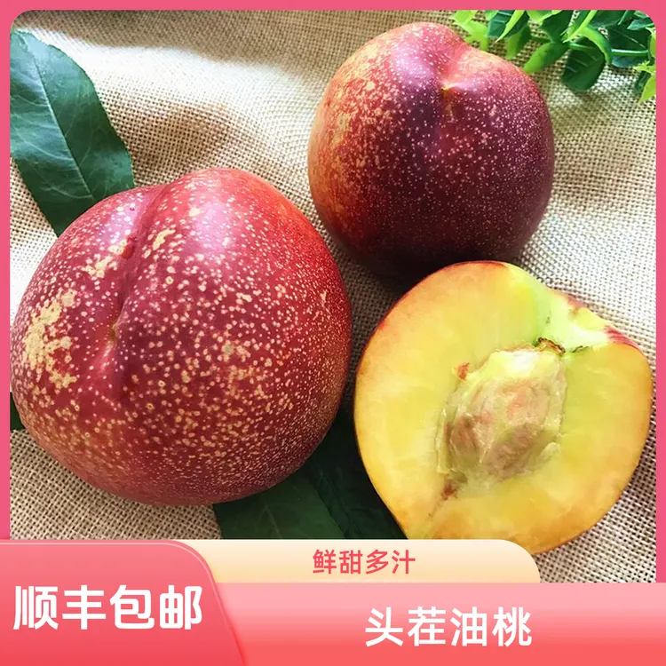 顺丰包邮头茬黄肉油桃现摘现发纯甜好吃汁水充足湖北仙桃景区直供