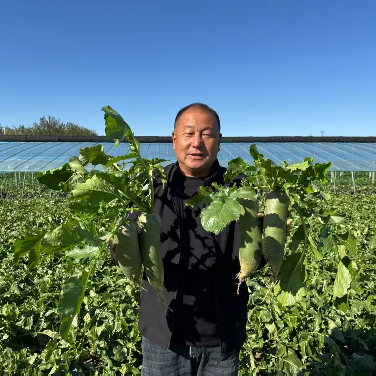 天星02（金星）天津沙窝老郭老味道沙窝萝卜酥脆多汁 净重4.5-9斤