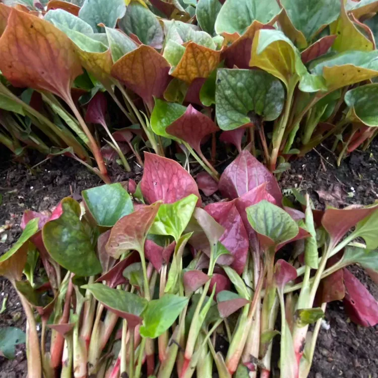 新鲜鱼腥草折耳根嫩叶农家露天自然生长鲜嫩清香现摘现发凉拌煲汤