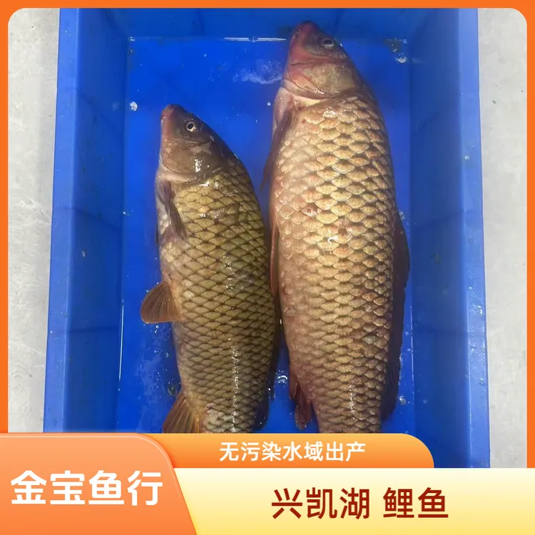 兴凯湖 中鲤鱼  