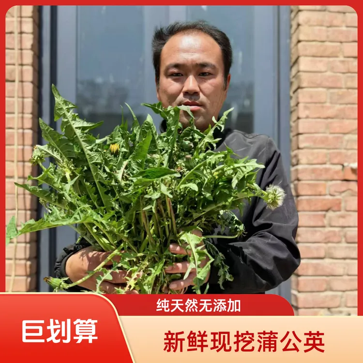 太行山现挖新鲜野生无公害鲜蒲公英凉拌食材