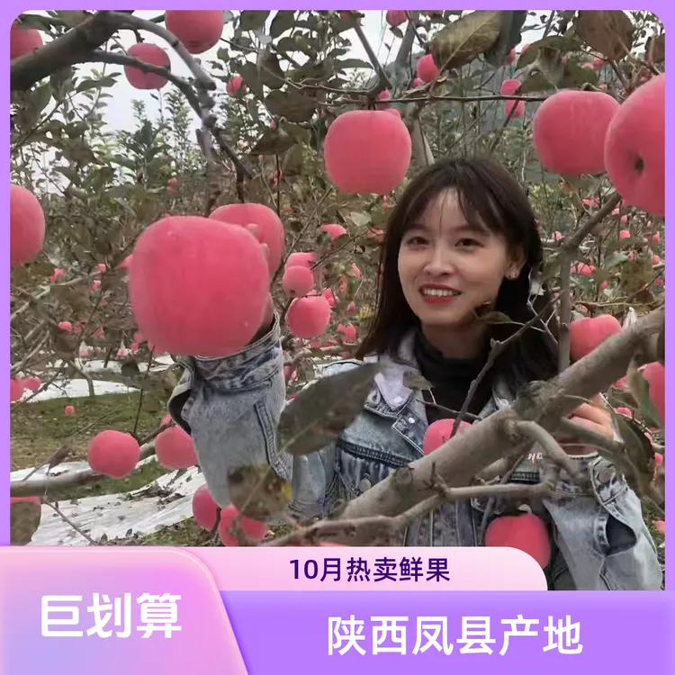 【达人带货版】2025新果凤县晚熟高山红富士苹果产地直发