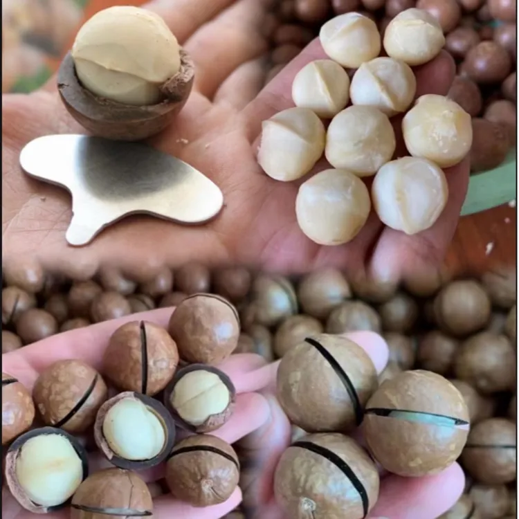 云南临沧大颗粒夏威夷果新鲜开口奶香原味孕妇休闲坚果零食