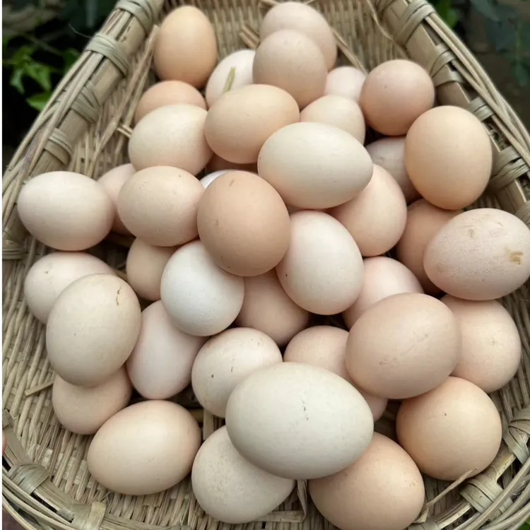 [破损包赔]散养散放土鸡蛋40枚现捡现发
