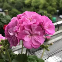 【野玫瑰】直立 带花苞 多分支天竺葵带花苞原盆原土发货四季开